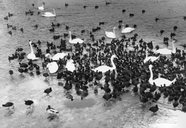 Schwanen- und Blesshuhnkolonie bei der Seegfrörni