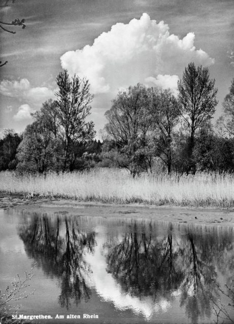 Naturidylle am Alten Rhein